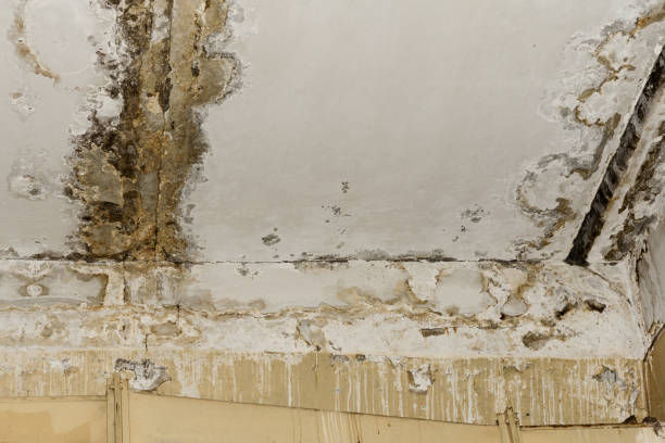 Best Commercial Mold Inspection  in Belleview, FL