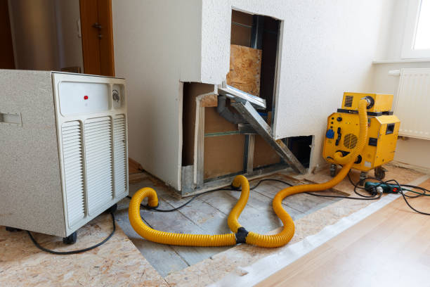 Best Mold Damage Restoration  in Belleview, FL