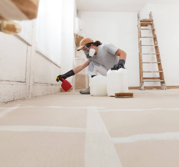 Best Attic Mold Removal  in Belleview, FL
