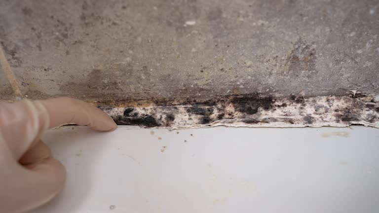 Best Forensic Mold Investigation  in Belleview, FL